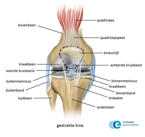 knie