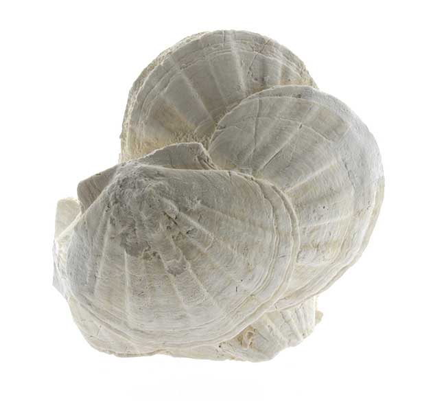 Pecten-Galery